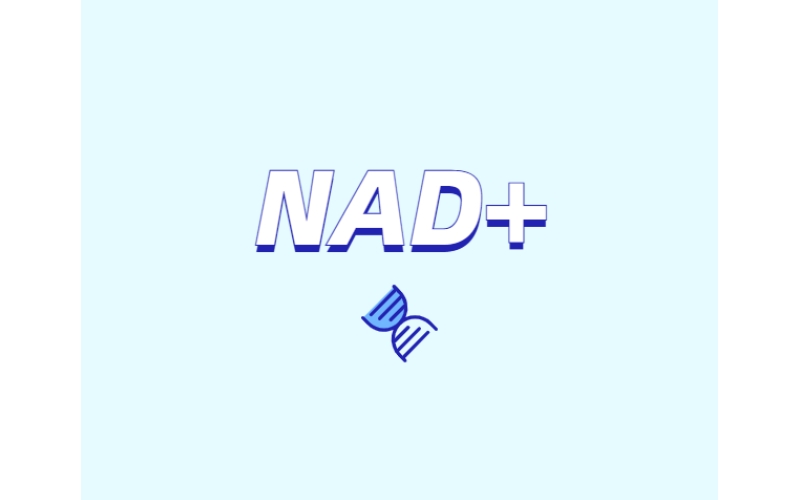 NAD與NMN的全新概念？